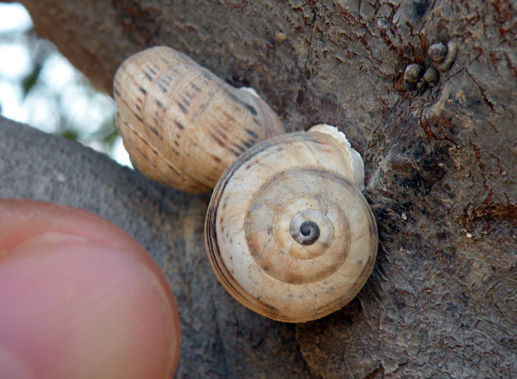 Theba pisana da Djerba ( Tunisia )